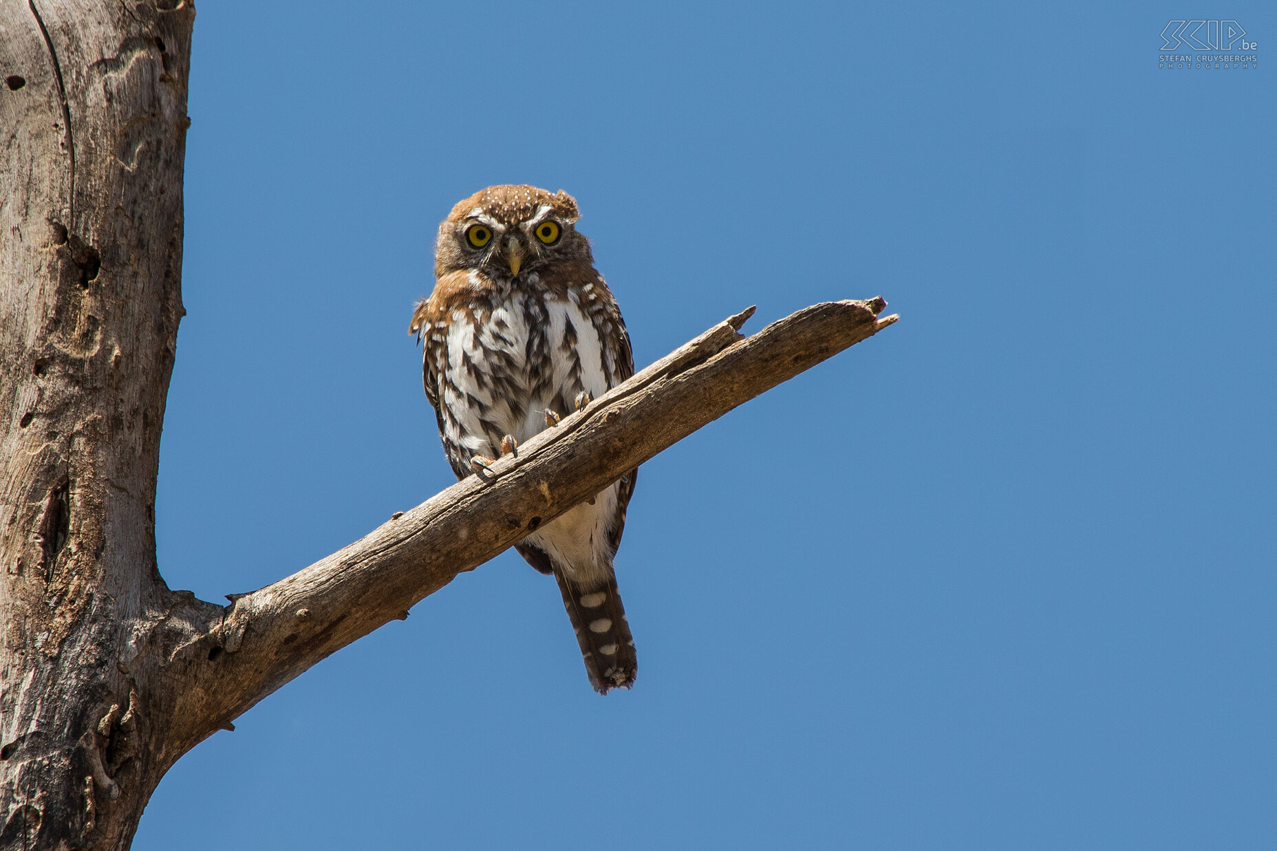 Samburu - Pearl-spotted owlet A pearl-spotted owlet (Glaucidium perlatum) near our campsite in Samburu National Park. It is a small owl (19cm) that lives in open woodland and savannah. Stefan Cruysberghs